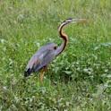 J01_1913 Purple Heron.JPG